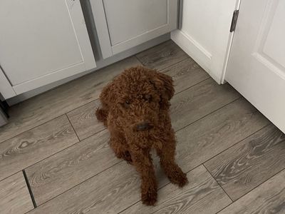 Mini poodle