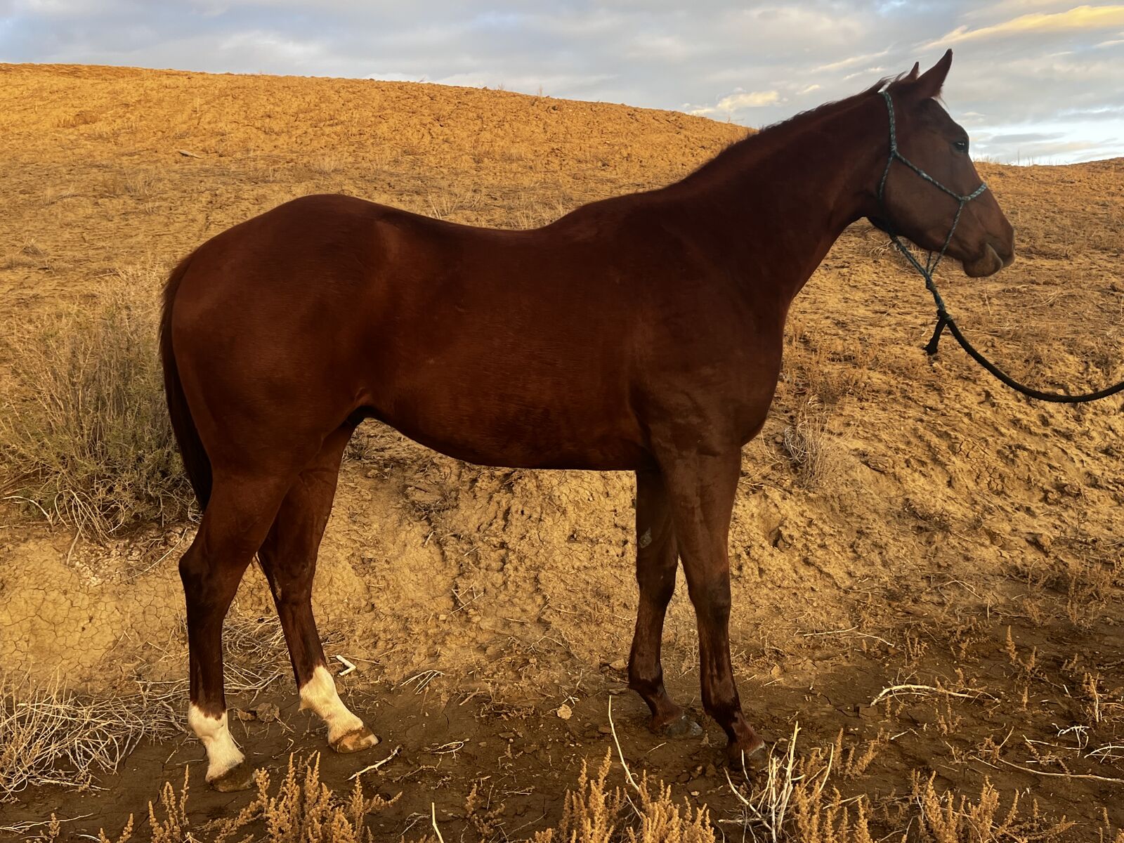 2022 AQHA rope horse