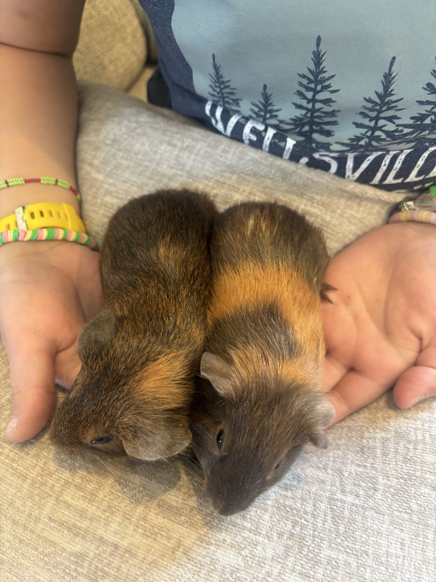 2 female baby Guinea Pigs w/ cage