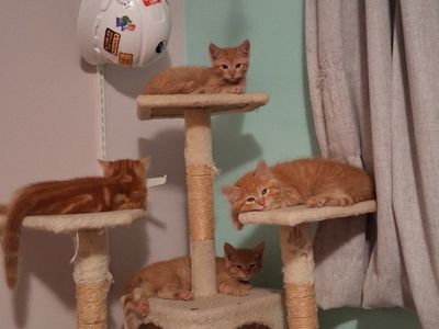 Kittens