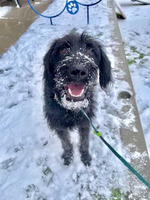 A159990 Finneas is Available for Adoption!