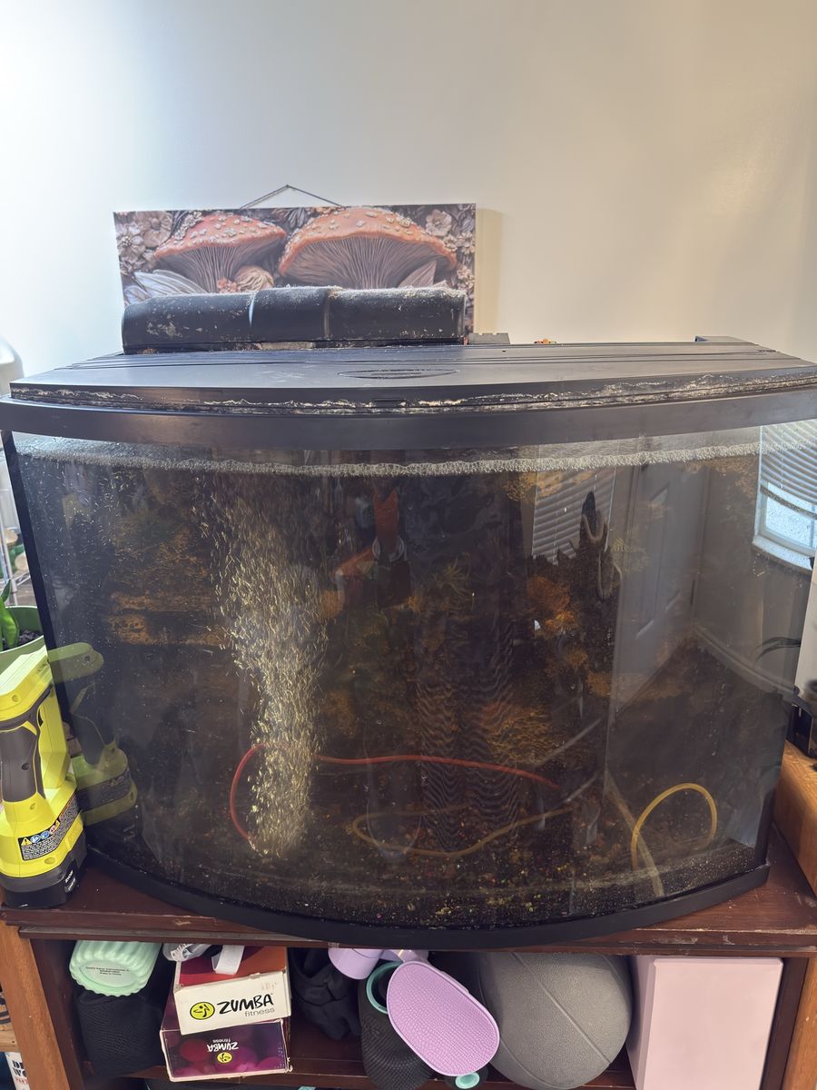 36 gallon bow front custom 3D background tank with everything needed to start it. Comes with heater, air pump and filtration.