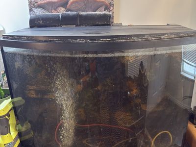 36 gallon bow front custom 3D background tank with everything needed to start it. Comes with heater, air pump and filtration.
