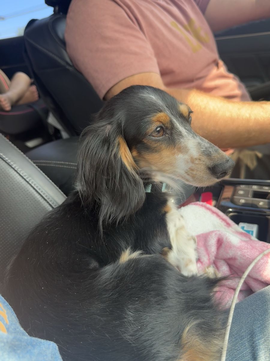 Female dachshund