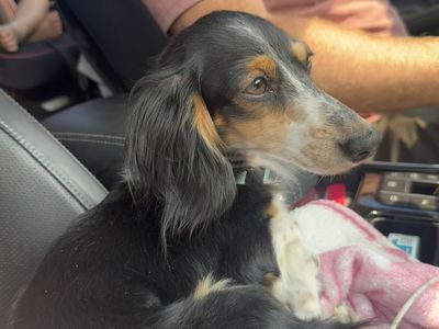 Female dachshund