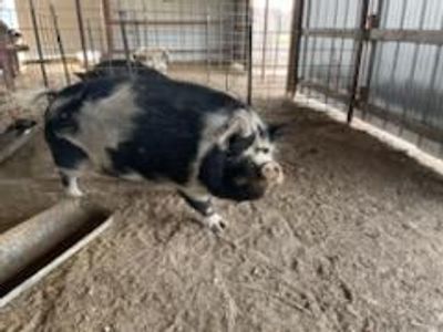 Kune Kune Pigs