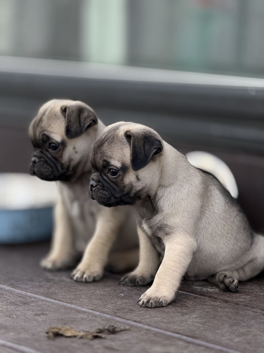 2 Male Pug Puppies – $350 Each