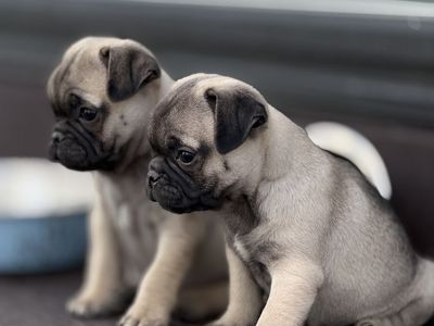 2 Male Pug Puppies – $350 Each