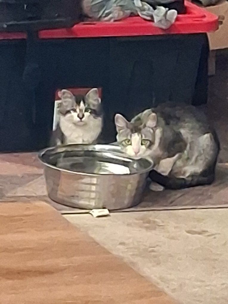 Free Cat and Kittens