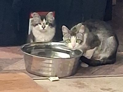 Free Cat and Kittens