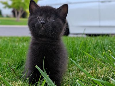 Affectionate Siamese Mix Blind Kitten Seeking a Loving forever home