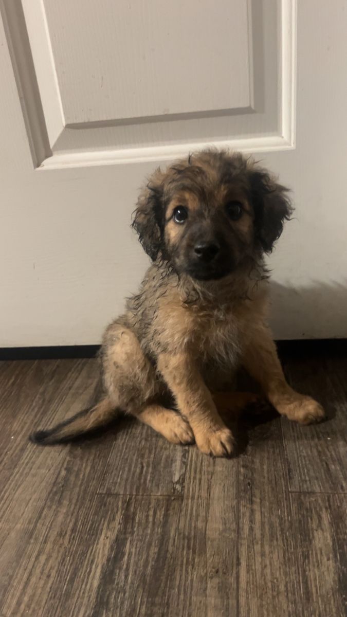 Schnauzer/ poodle puppies for sale