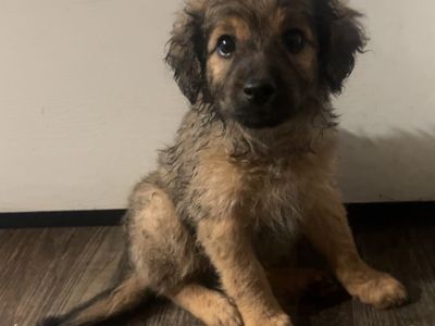 Schnauzer/ poodle puppies for sale