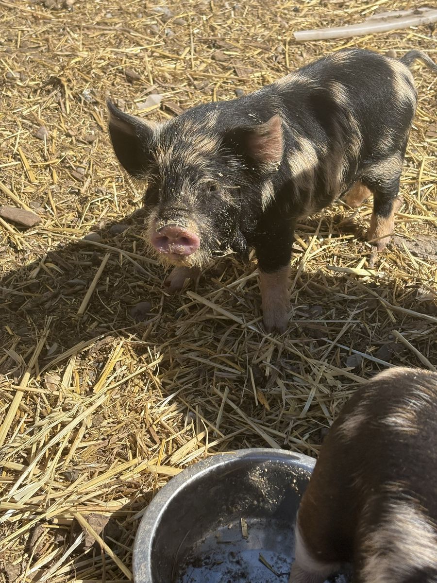 Kunekune barrow piglets