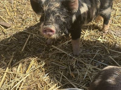 Kunekune barrow piglets