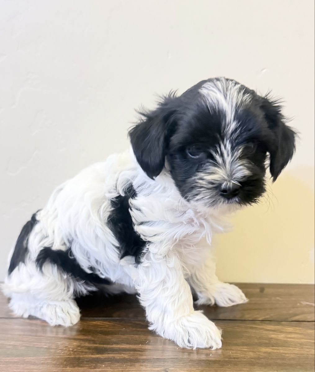 Yorkie Females (only 1 available)