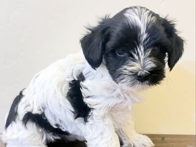 Yorkie Females (only 1 available)