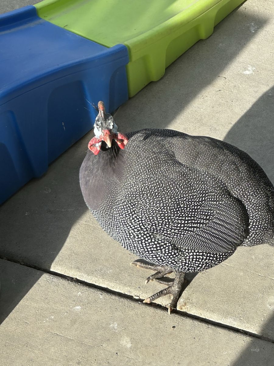 Male guinea fowl