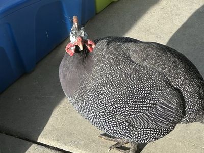 Male guinea fowl