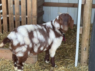 Boer Does and Buck For Sale