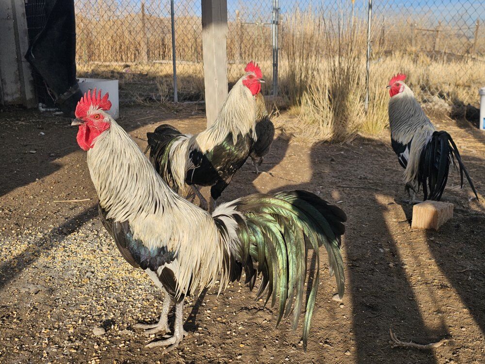 Silver Phoenix roosters