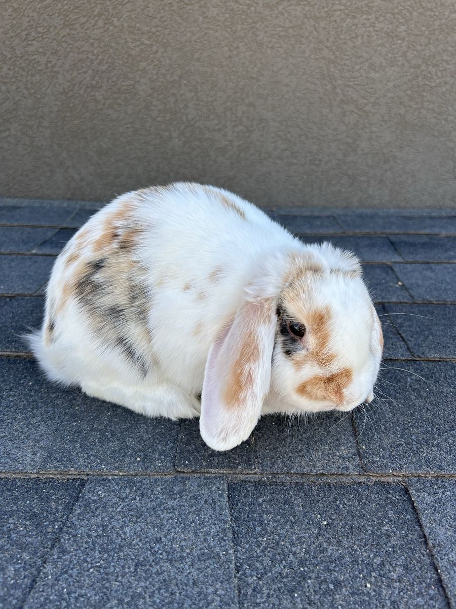 Holland Lop Rabbits