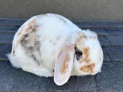 Holland Lop Rabbits