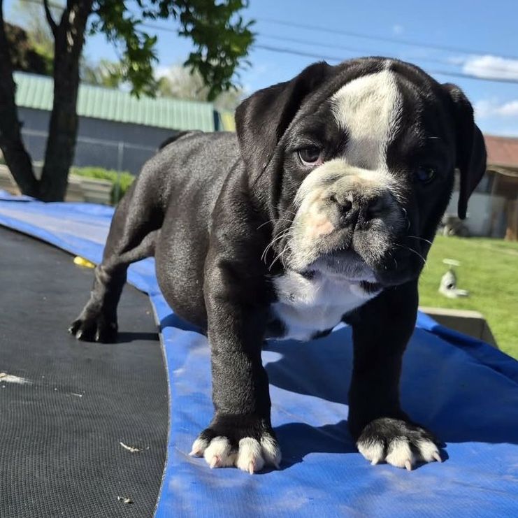 English bulldog puppies