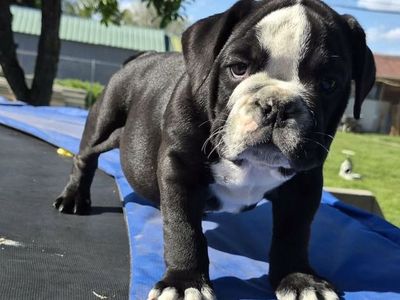 English bulldog puppies