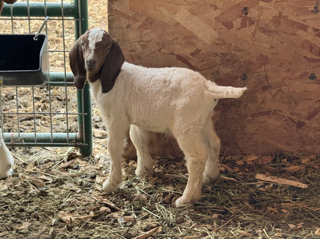 We Take Unwanted Goats