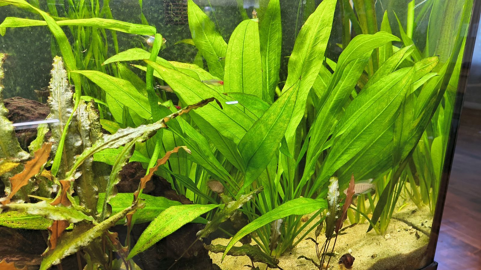 Amazon Sword - Aquarium Plants