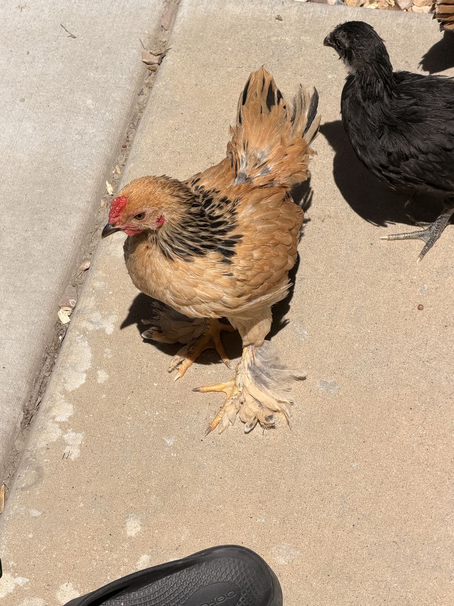 Rooster