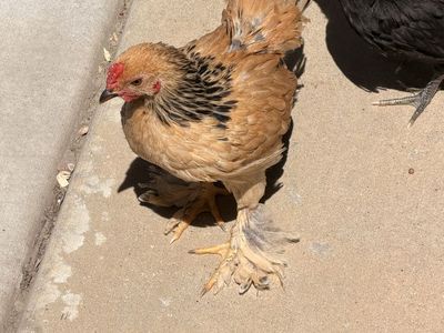 Rooster