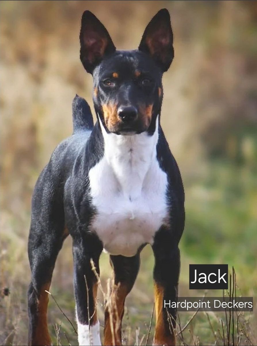 Decker Terrier Puppies