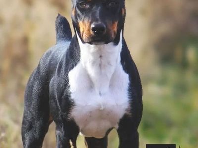 Decker Terrier Puppies