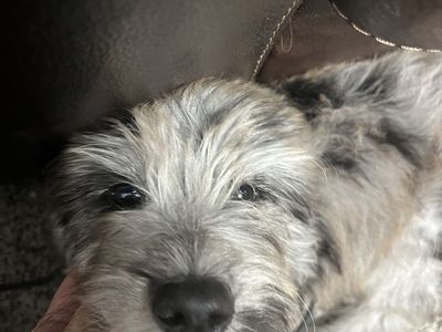 Golden doodle boys