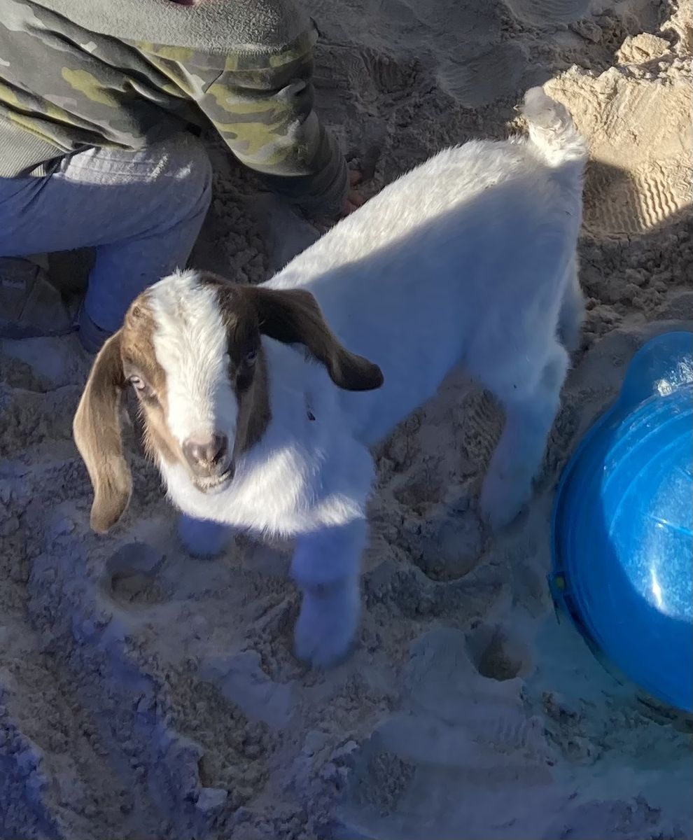 Bottle baby goat kid