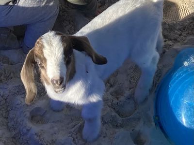 Bottle baby goat kid