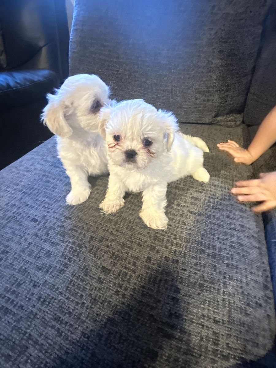Purebred Shih Tzu Puppies