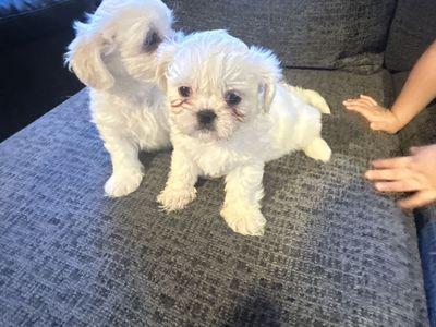 Purebred Shih Tzu Puppies