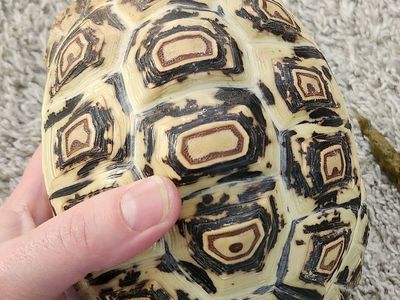 3 Year Old Leopard Tortoise