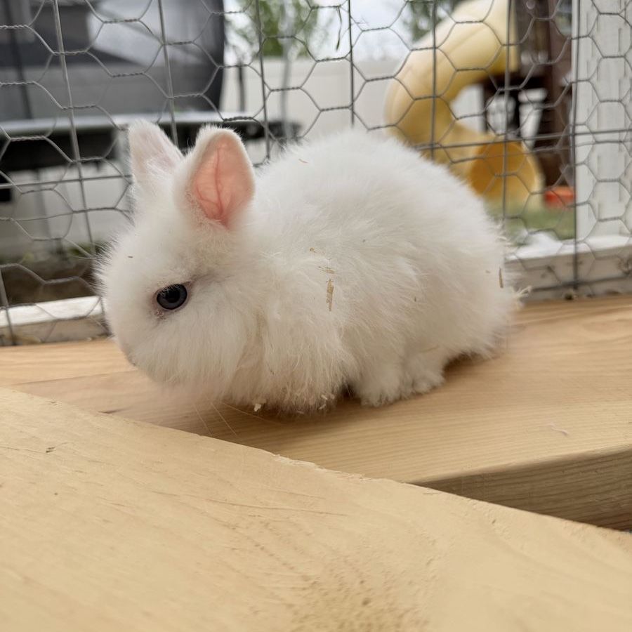 Fluffy Female Lionhead Mix Rabbit