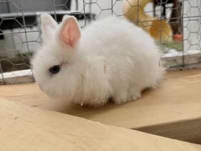 Fluffy Female Lionhead Mix Rabbit