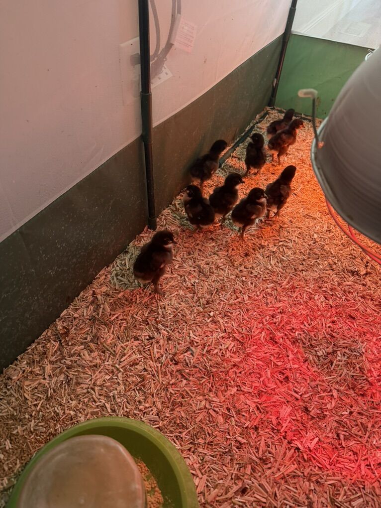 Black Copper Marans