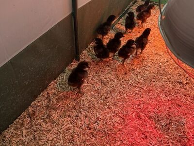 Black Copper Marans