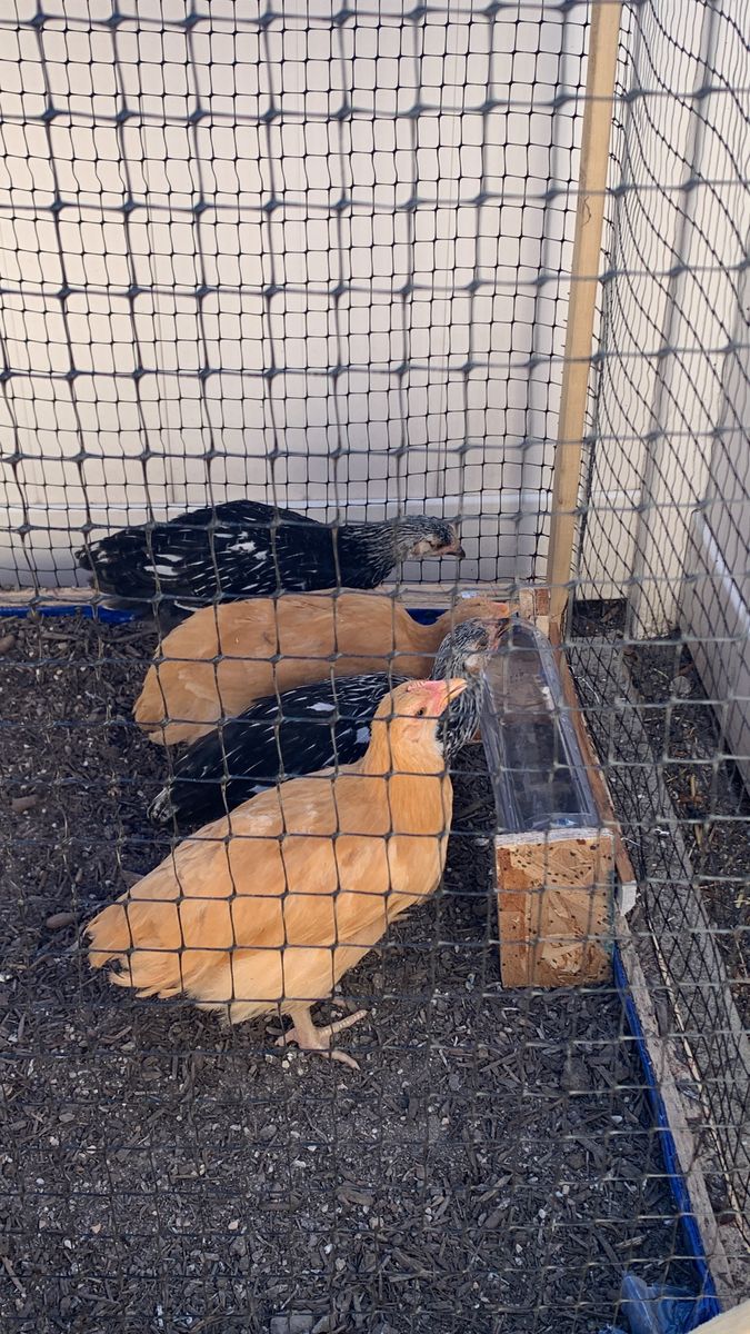 Buff Orpington &  Silver Laced ( chicks 45 days) only hens