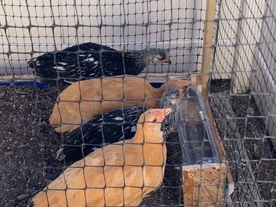 Buff Orpington & Silver Laced ( chicks 45 days) only hens