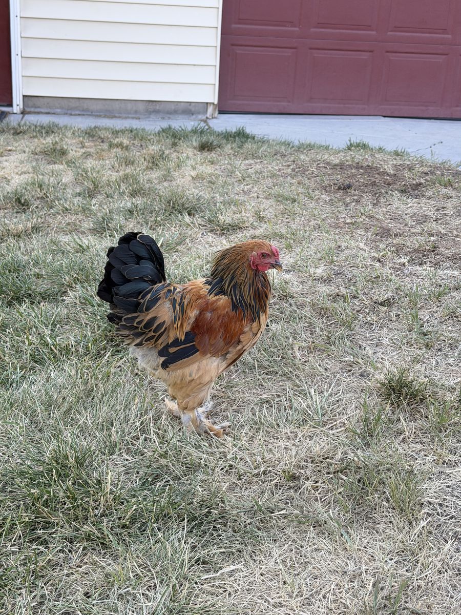 Barbu D’Uccle Rooster