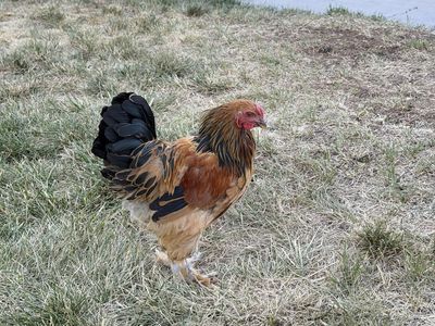 Barbu D’Uccle Rooster