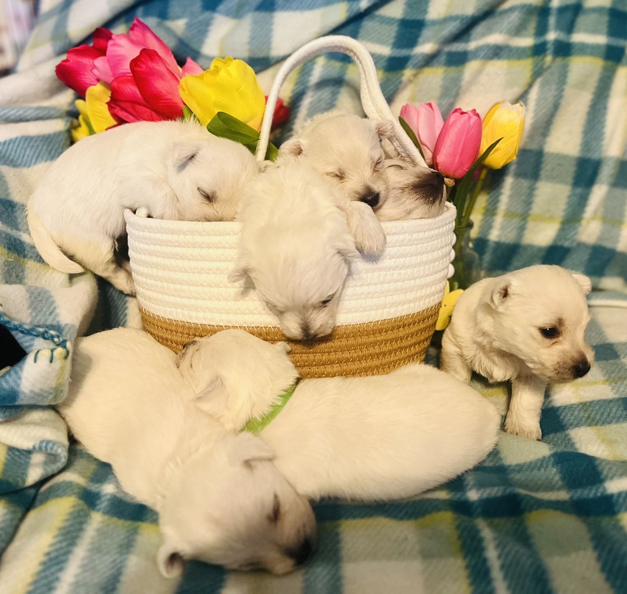 Purebred Westie Puppies